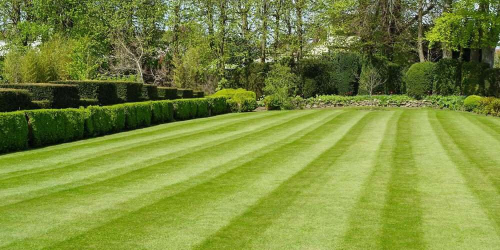 трава газонная